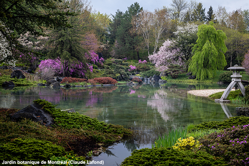 Jardin botanique de Montréal (Claude Lafond) - Jardin japonais