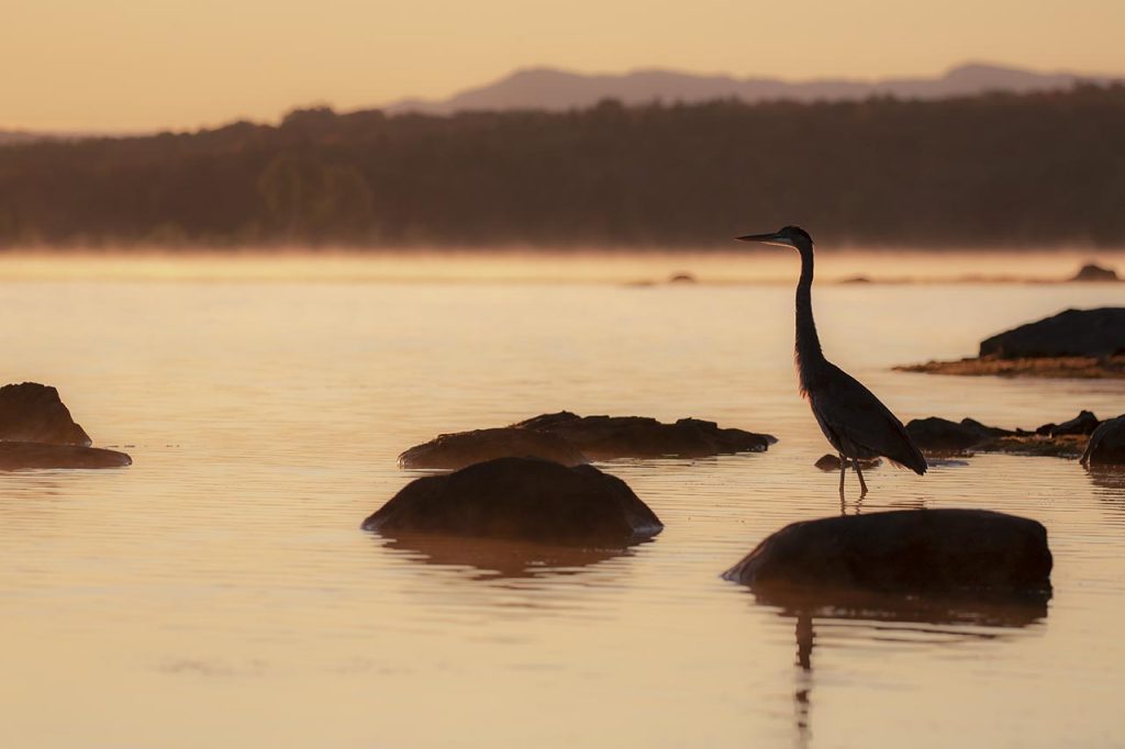 Un héron est perché sur un rocher dans l'eau calme d'un lac, au coucher du soleil, avec des montagnes et une brume lointaine à l’arrière-plan.