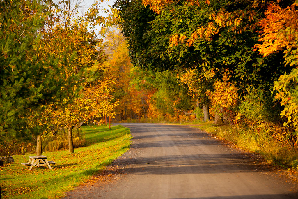 Un chemin de terre bordé d’arbres aux feuillages colorés en automne, avec des tons orange, jaune et vert, éclairé par une douce lumière dorée.