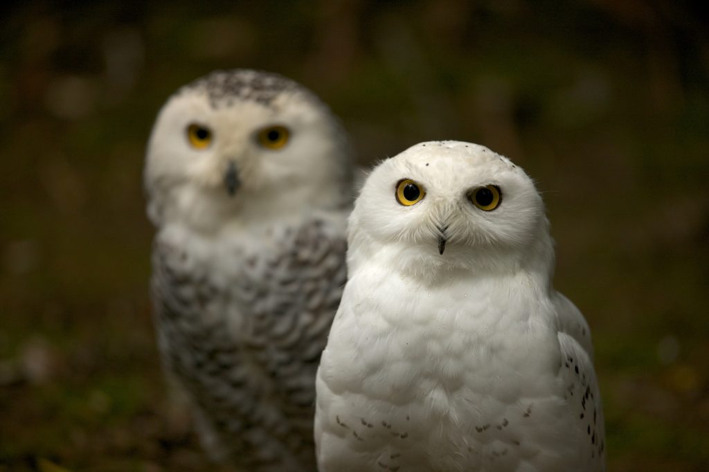 Deux harfangs des neiges, l’un au premier plan avec un plumage blanc éclatant et des yeux jaunes, l’autre légèrement flou en arrière-plan au Zoo sauvage de St-Félicien, en hiver.