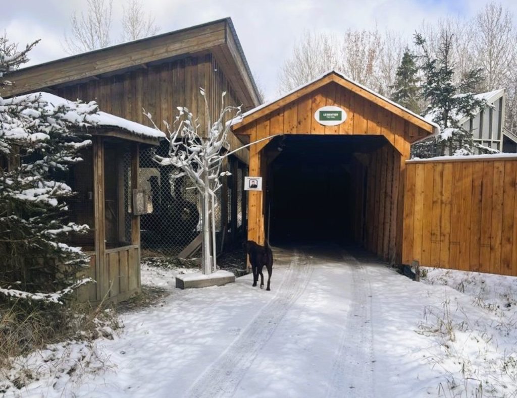 Entrée enneigée du Refuge Pageau en Abitibi-Témiscamingue avec une structure en bois, un sentier couvert, un chien noir au centre et des enclos d’animaux sur le côté.