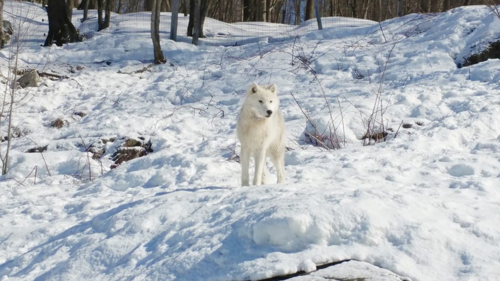 Loup blanc majestueux debout sur une colline enneigée entourée d’arbres, au Parc Oméga en Outaouais durant l’hiver.